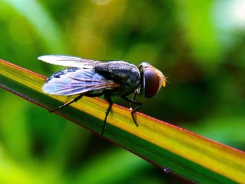 Close-up of insect on flower