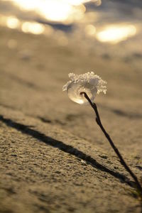 Close-up of insect on plant