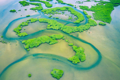 High angle view of green leaf on land