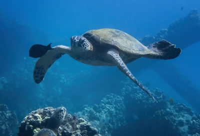 Turtle swimming in sea