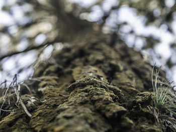 Close-up of tree trunk on field