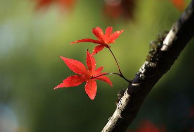 Close-up of red maple leaves