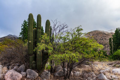 Cactus growing on field against sky