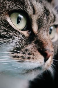 Tabby cat with green eyes 