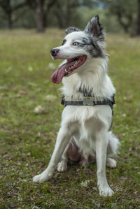 View of dog sticking out tongue on field