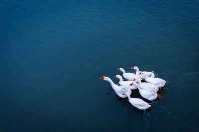 High angle view of ducks swimming in lake