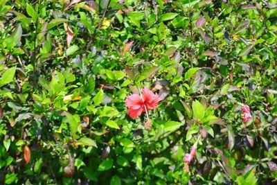 Close-up of flowers blooming outdoors