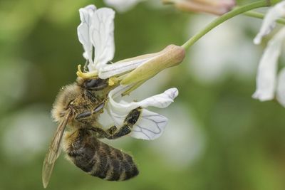 Close-up of bee pollinating on flower