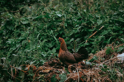 Close-up of a bird on field