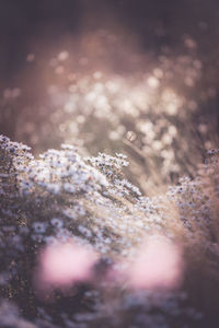 Close-up of frozen plants on land during sunny day