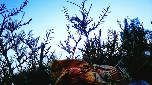 Low angle view of trees against sky