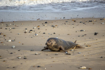 Grey seals halichoerus grypus on a beach in norfolk, uk