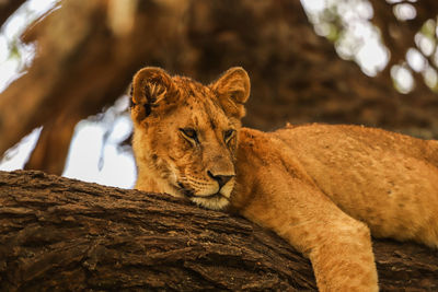 Close-up of lioness