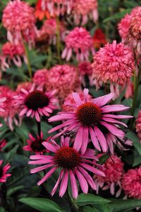 Close-up of pink flowering plants