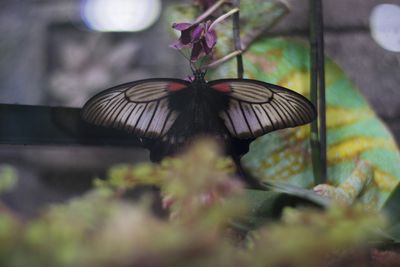 Close-up of butterfly on plant