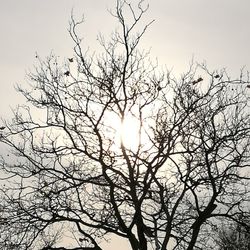 Low angle view of bare tree against clear sky