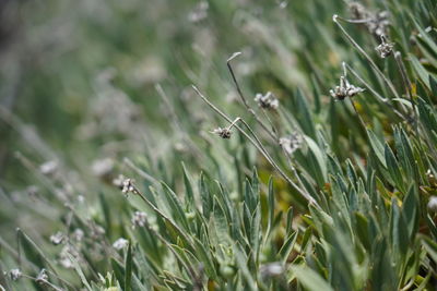 Close-up of insect on grass