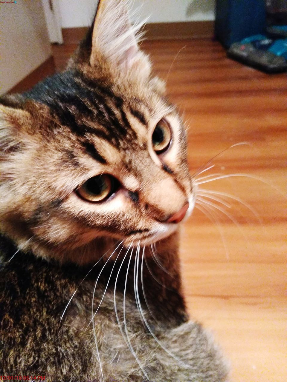 domestic cat, domestic animals, pets, one animal, feline, animal themes, cat, mammal, whisker, indoors, close-up, no people, looking at camera, portrait, day