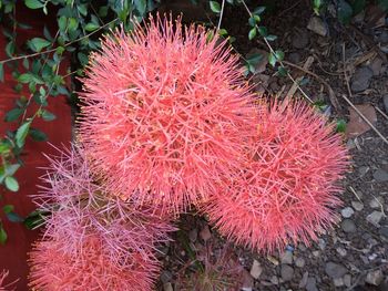 High angle view of red cactus growing on field