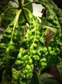 Close-up of raindrops on plant