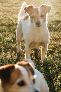 Dog standing in a field