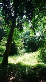 Trees growing in forest
