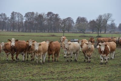 Horses in a field