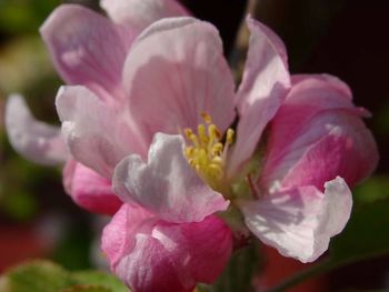 Close-up of fresh pink flower