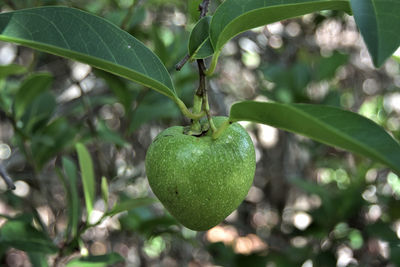 Close-up of fruit growing on tree