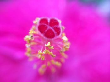 Close-up of pink flower