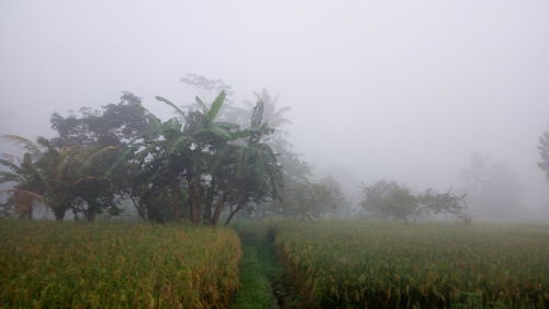 Trees on field against sky