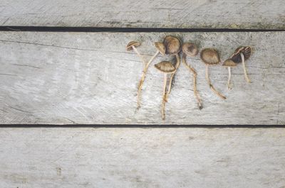 Close-up of lizard on wall
