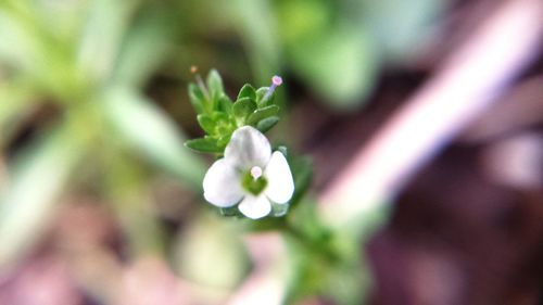 Close-up of white flowers blooming outdoors