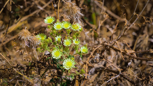 Close-up of wilted flowers on field