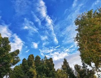 Low angle view of trees against sky