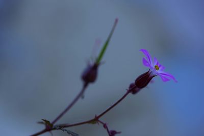 Close-up of flowers against blurred background