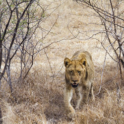 Lioness walking on field in forest