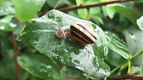 Close-up of insect on leaf