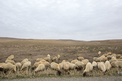 Flock of sheep on field