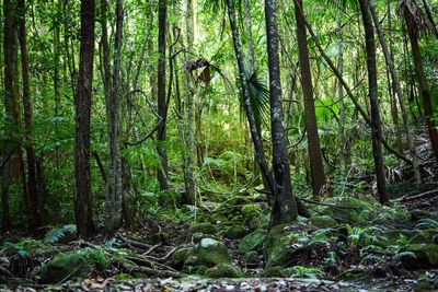 Trees in forest