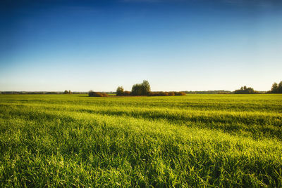 Scenic view of field against clear sky