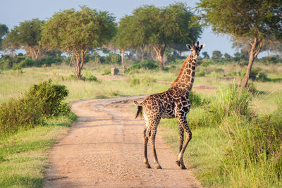 Giraffe walking on landscape