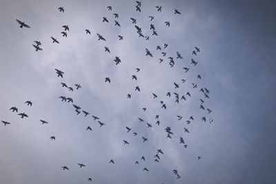 Flock of birds in the sky