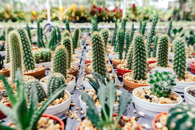 Cactus plants growing in greenhouse