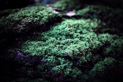 Close-up of moss growing on rock