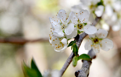 Close-up of white cherry blossom tree