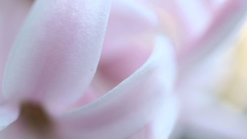 Close-up of flower