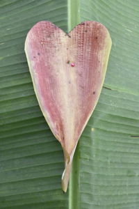 Close-up of heart shape on leaf