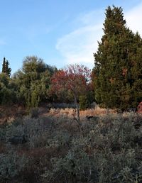 Trees growing in forest against sky