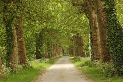 Footpath amidst trees in forest